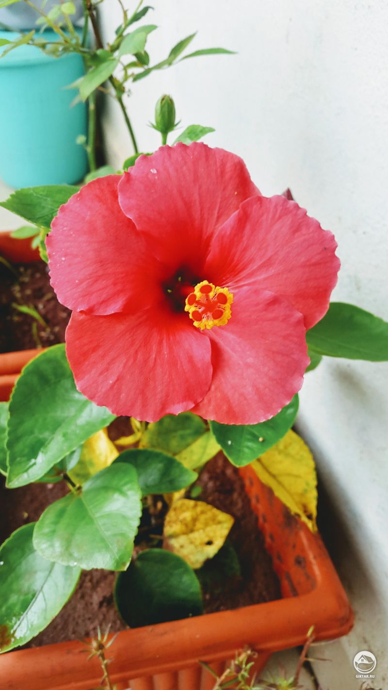 Гибискус красный цветок