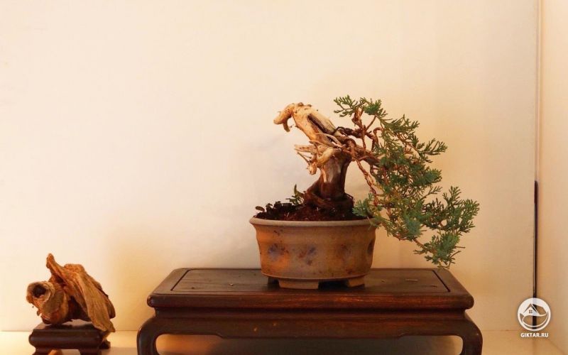 Можжевельник распростёртый