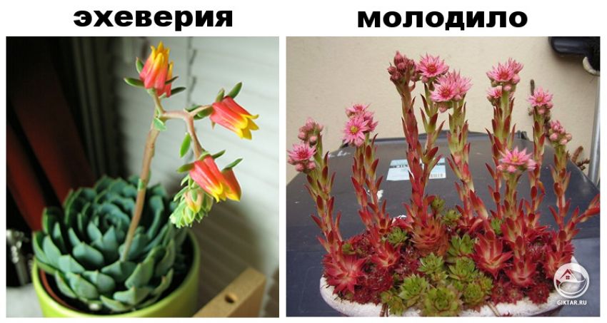 цветение эхеверия или молодило