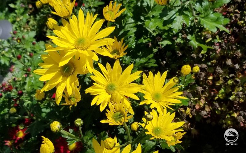 Хризантемы желтые