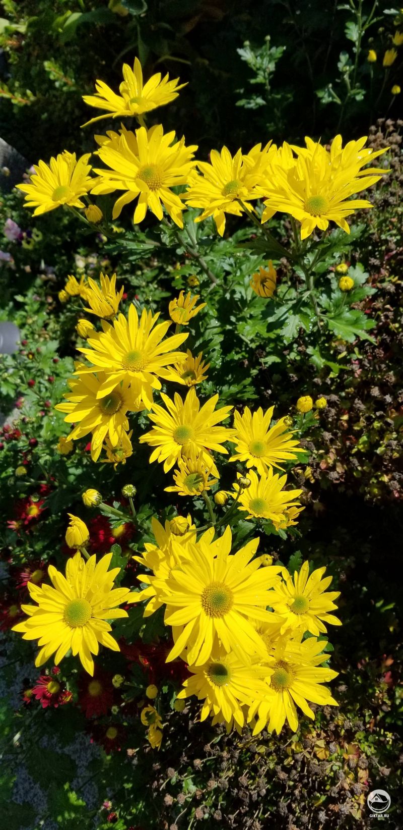 Хризантемы желтые