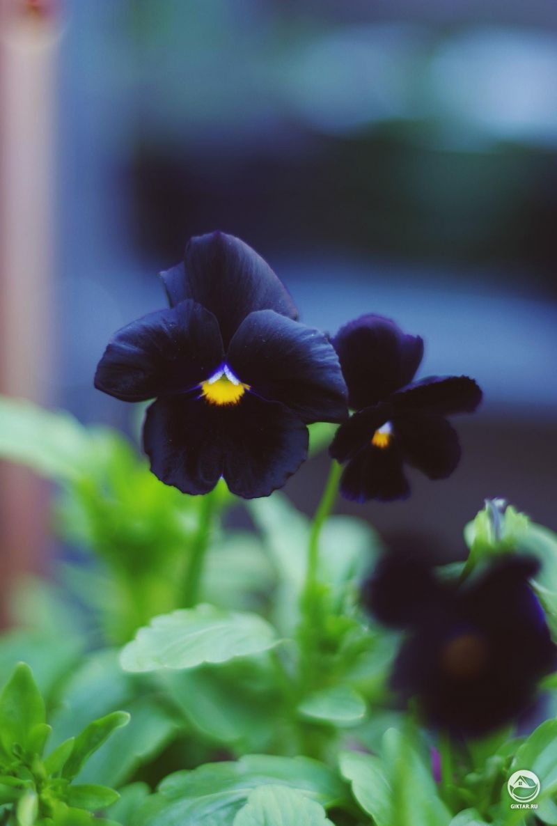 Выращиваю сад в черных тонах. Одна из моих черных анютиных глазок.