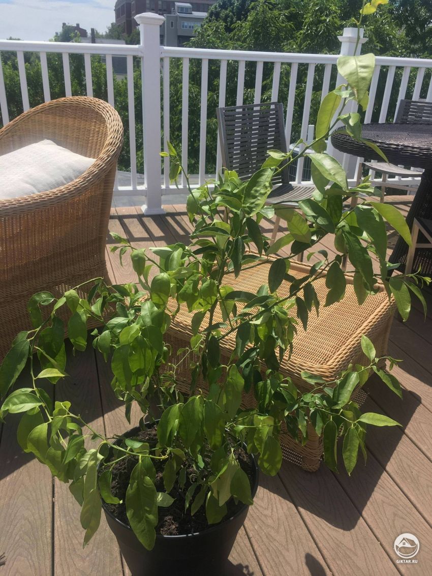 Деревце лимона нуждается в помощи!