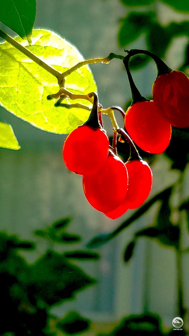 Паслен сладко-горький