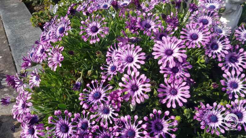 Остеоспермум фиолетовый