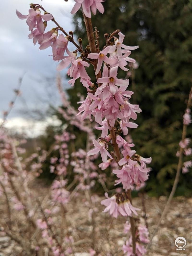 Розовая форзиция