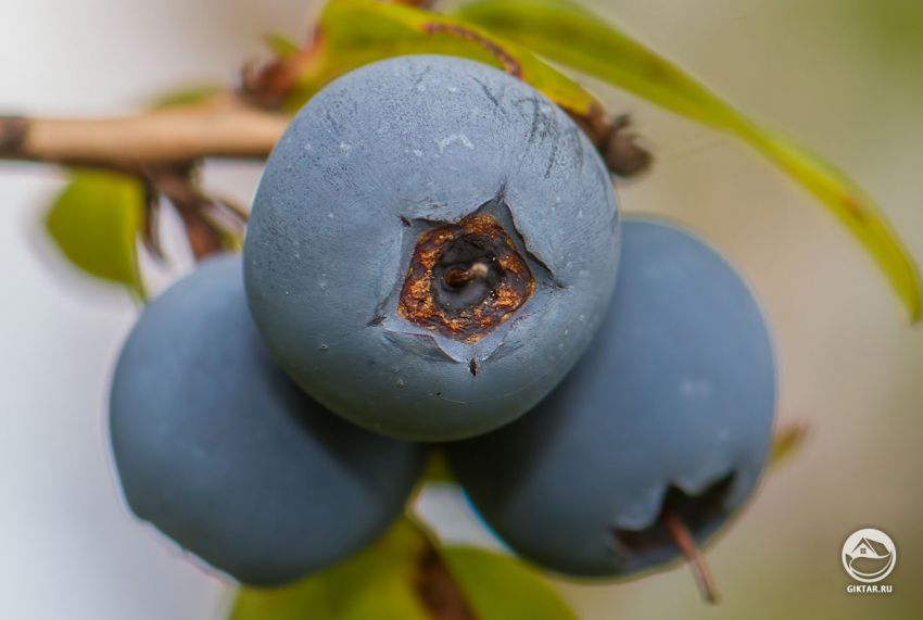 Садовая голубика