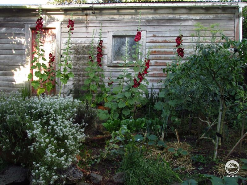 Моя любимая часть сада моей тетушки.