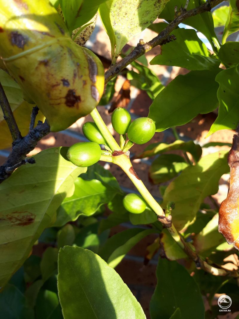 Мое кофейное дерево дало плоды, ему хорошо на улице летом.