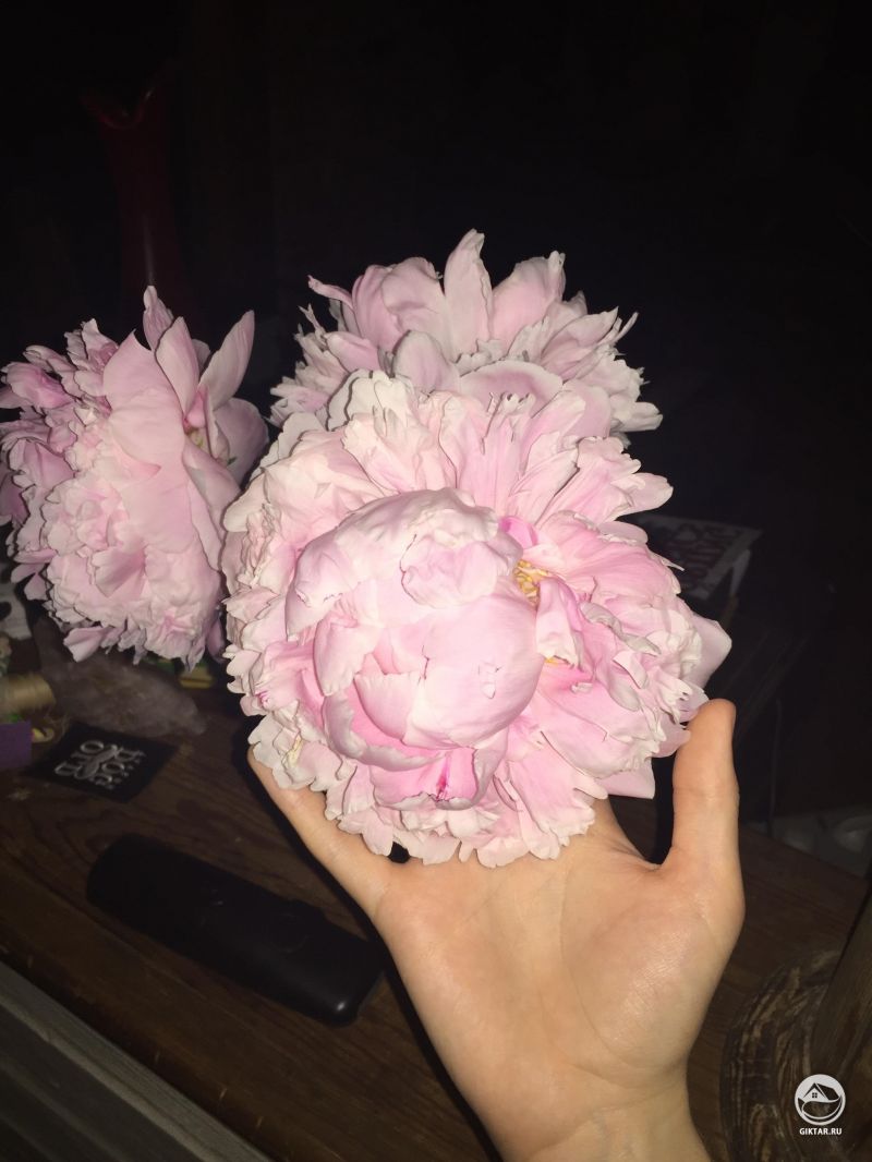 Розовые махровые пионы