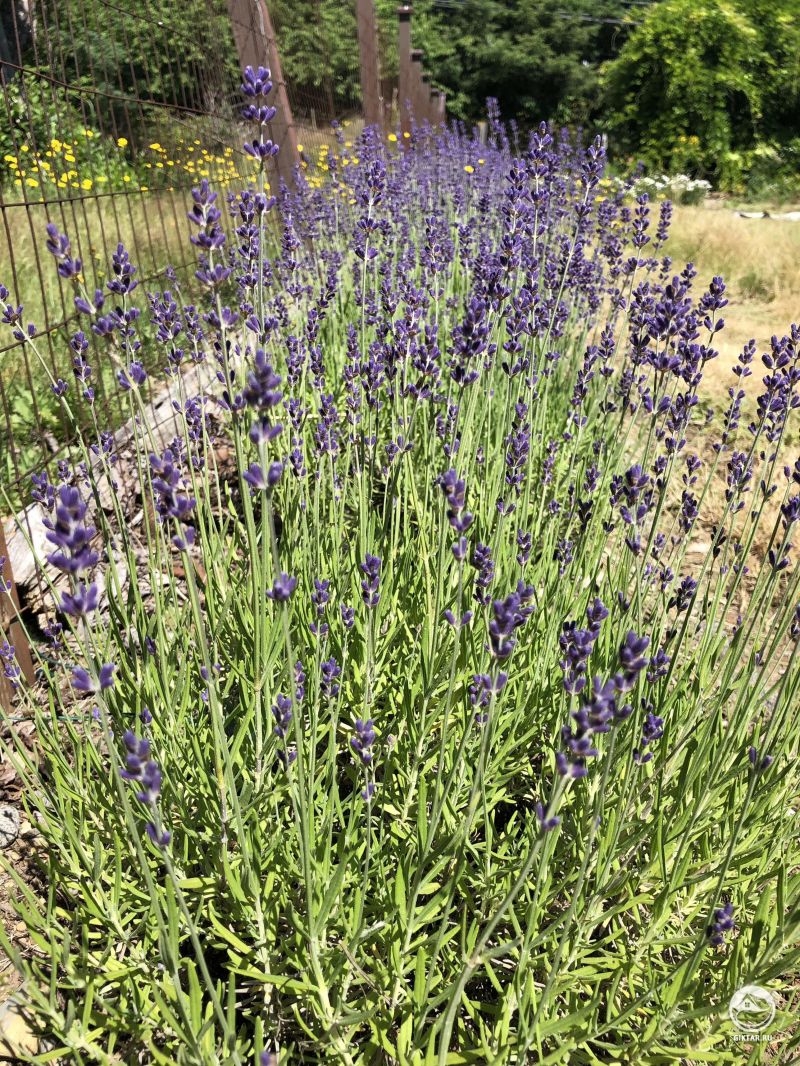 Мои заросли лаванды.
