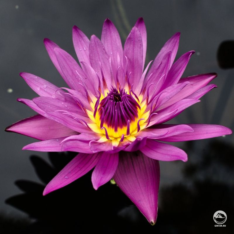 Голубой лотос