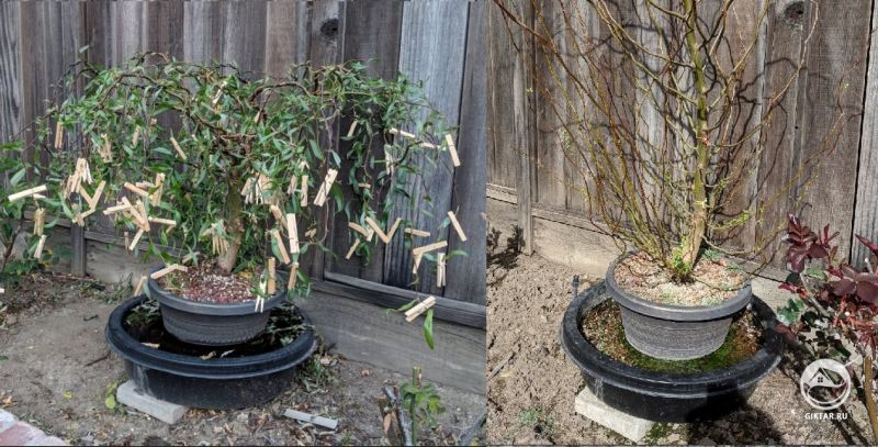 Ива Мацуды. Формирование кроны.