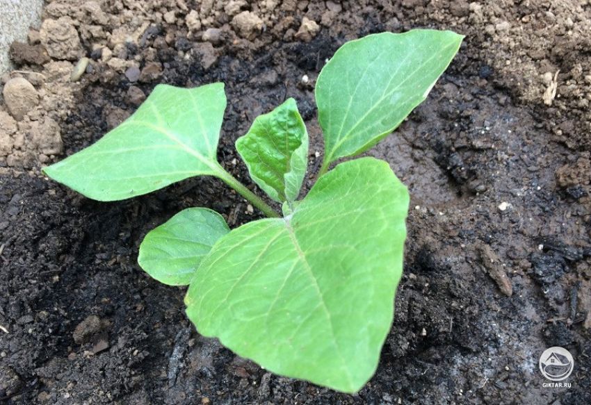 рассада баклажана Молодое растение баклажана