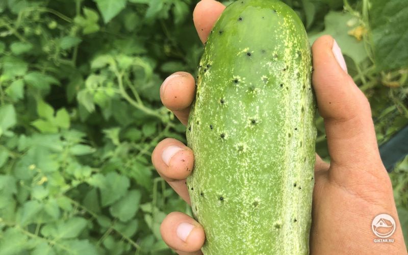 Мой самый первый огурец