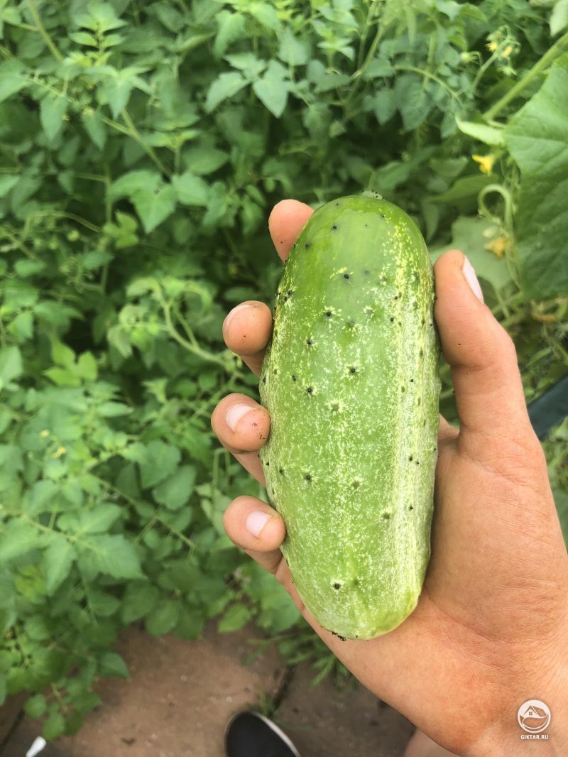 Мой самый первый огурец