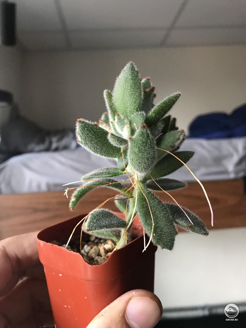 Почему мое панда-растение дает столько воздушных корней?