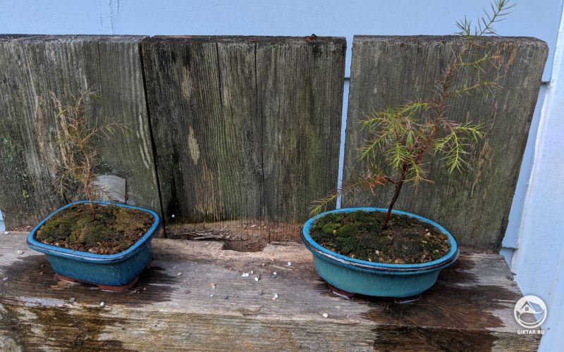 Кедр. бонсай.