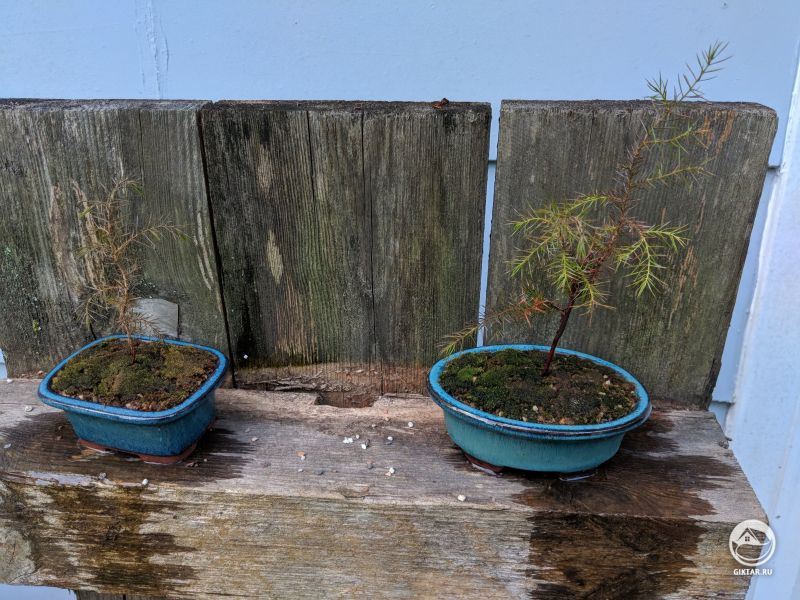 Кедр. бонсай.