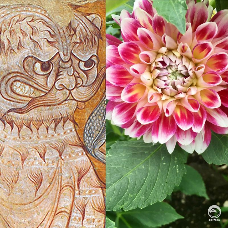 Почему георгины всегда выглядят как средневековые львы