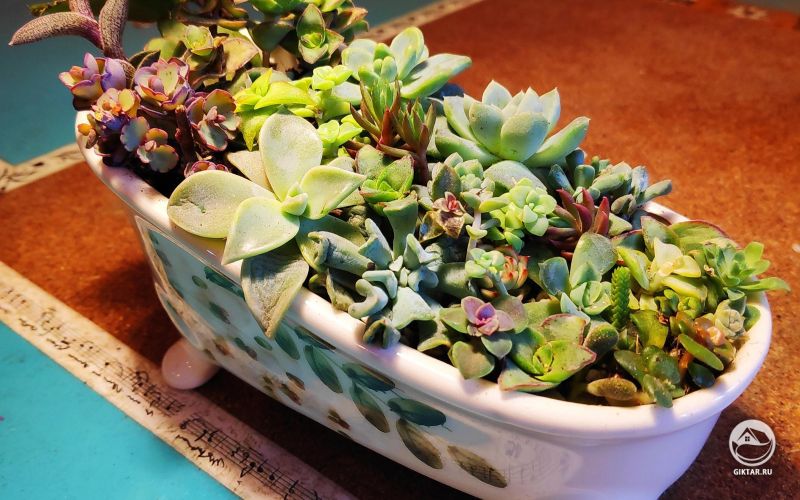 Горшок в виде ванночки с суккулентами
