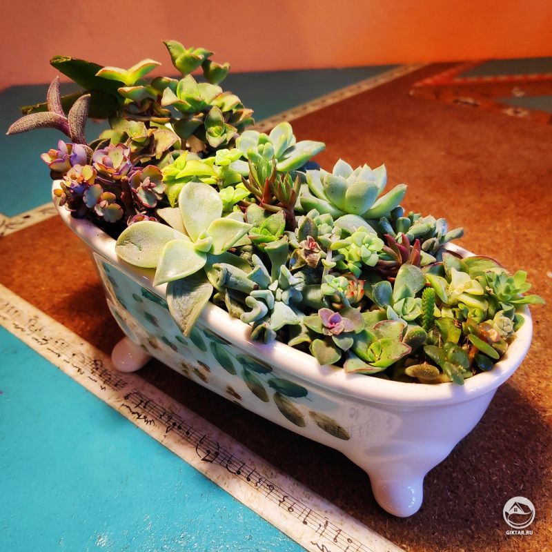Горшок в виде ванночки с суккулентами
