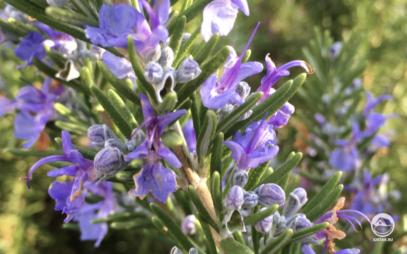 Цветущий розмарин