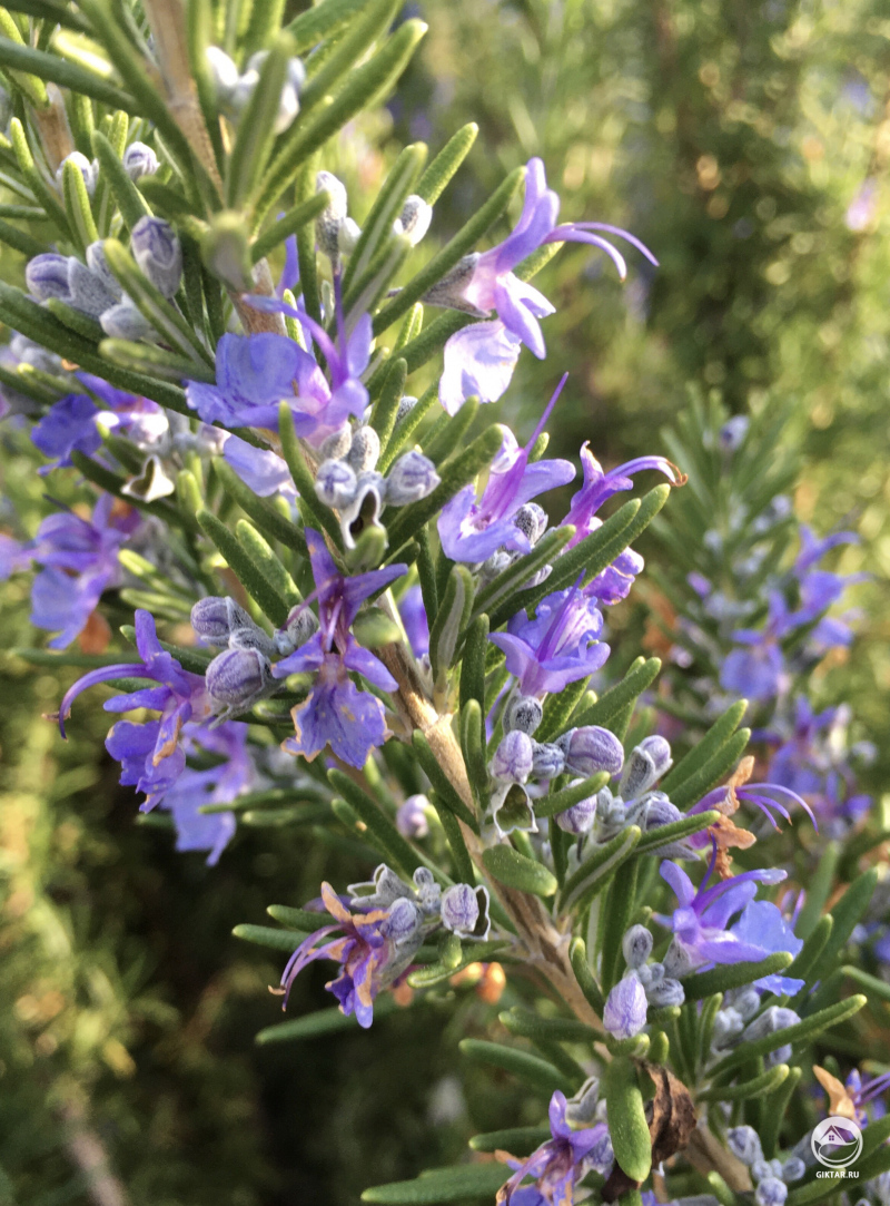 Цветущий розмарин