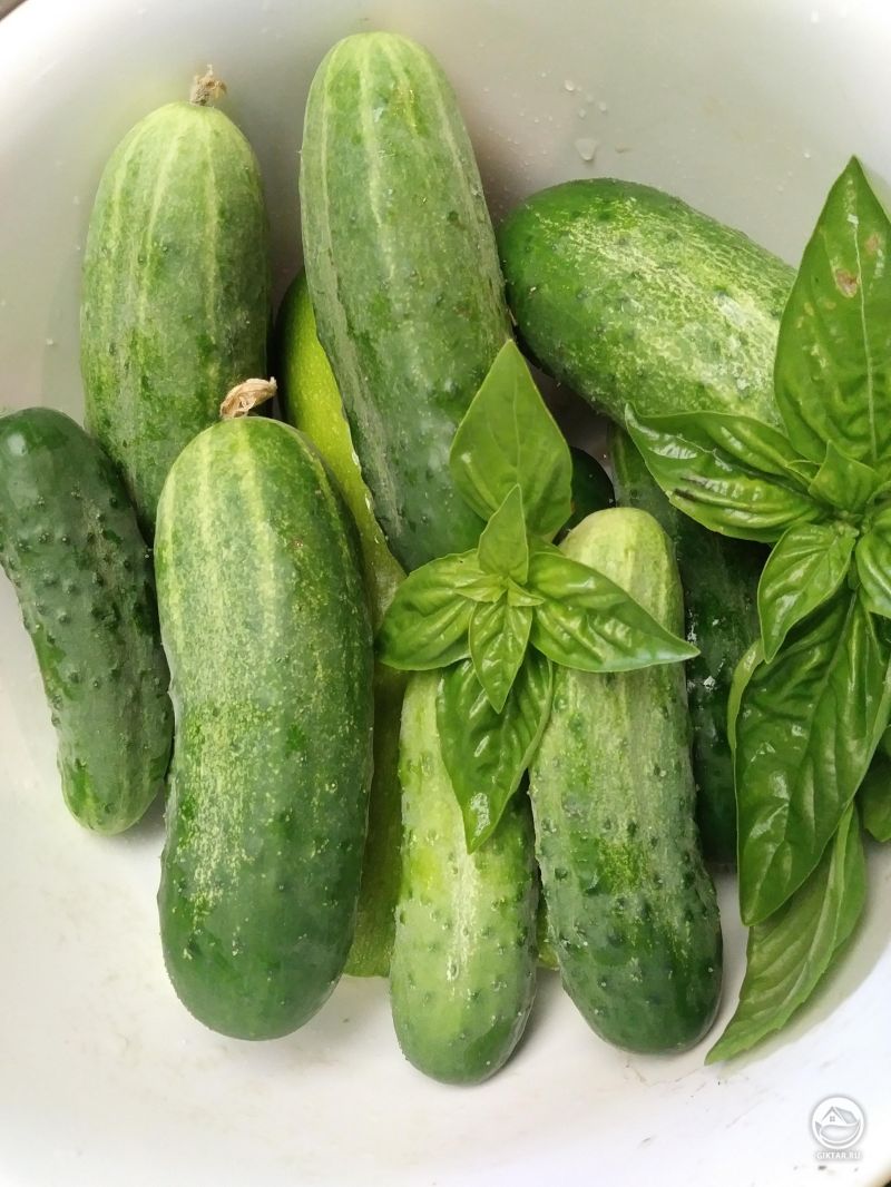 Первый сбор огурцов этом году.