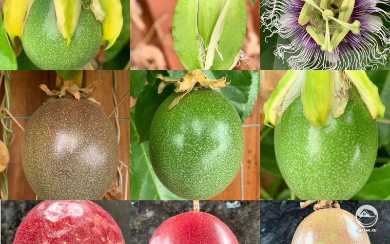 Разные стадии спелости фрукта пассифлоры