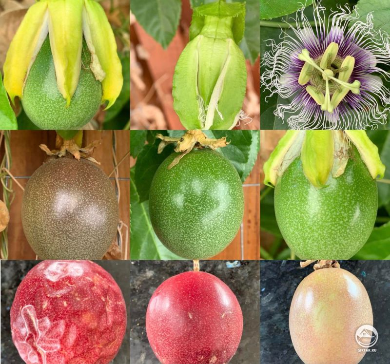 Разные стадии спелости фрукта пассифлоры