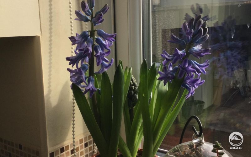 Синие гиацинты в горшке на подоконнике