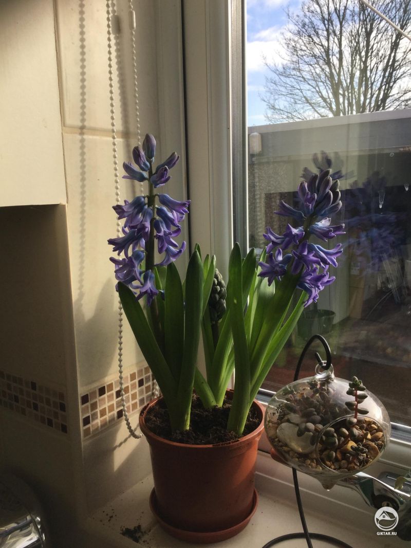 Синие гиацинты в горшке на подоконнике