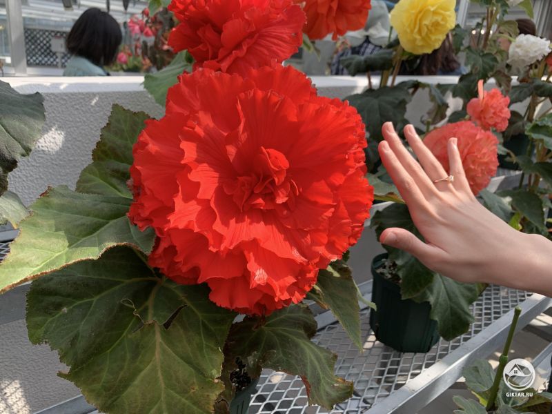 Огромный цветок бегонии