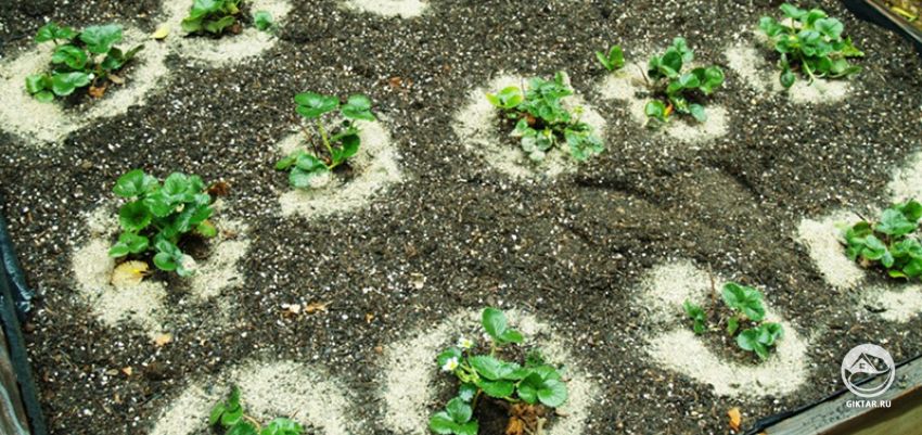 Варианты посадки клубники