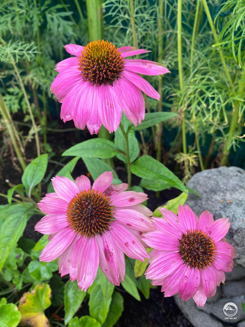 Розовая эхинацея
