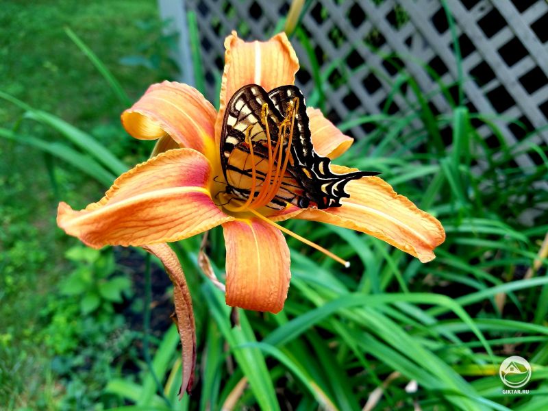 У моей лилии был сегодня гость!