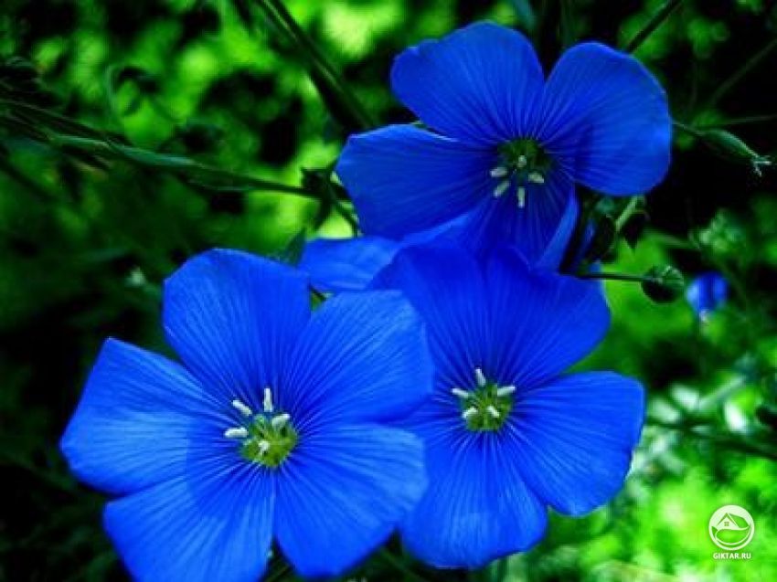 Как называются  эти голубые цветы.