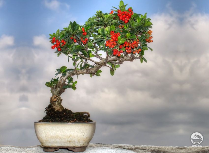 Пираканта бонсай с красными ягодами Пираканта бонсай с красными ягодами