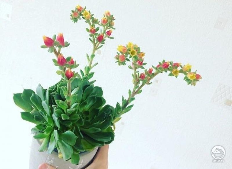 Моя эхеверия зацвела