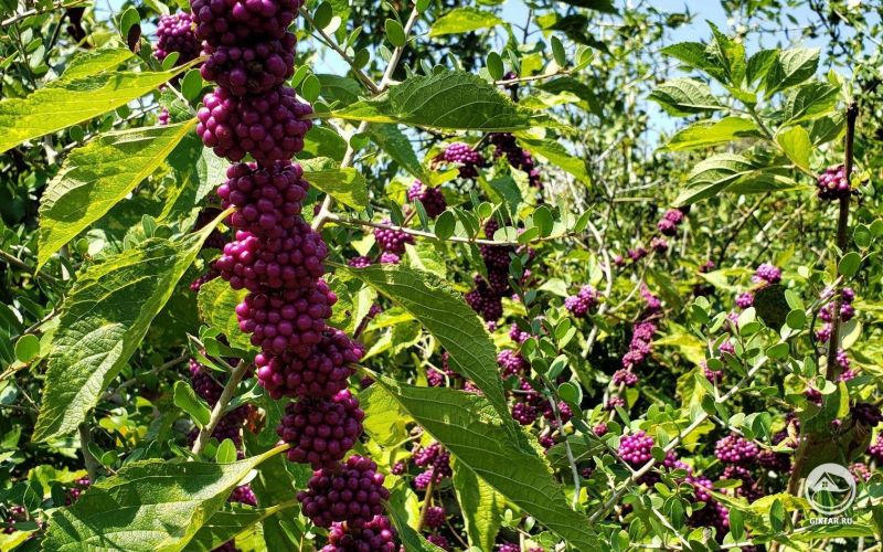 Красивоплодник