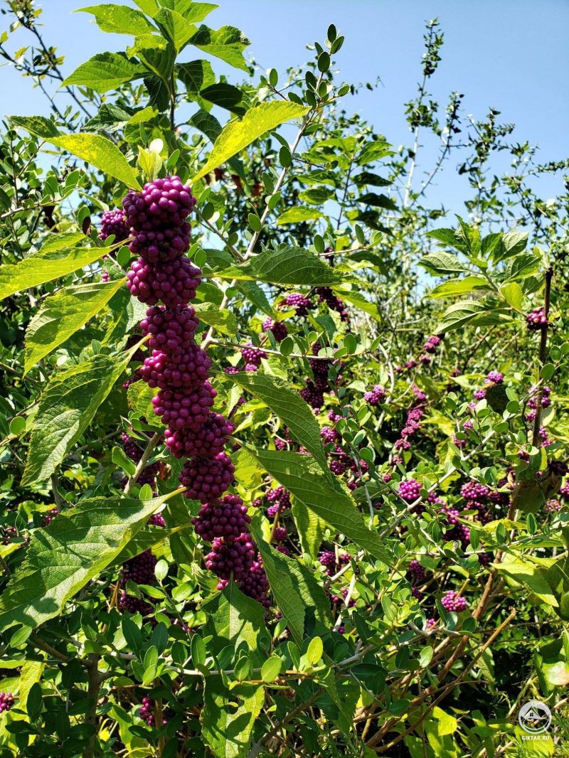 Красивоплодник