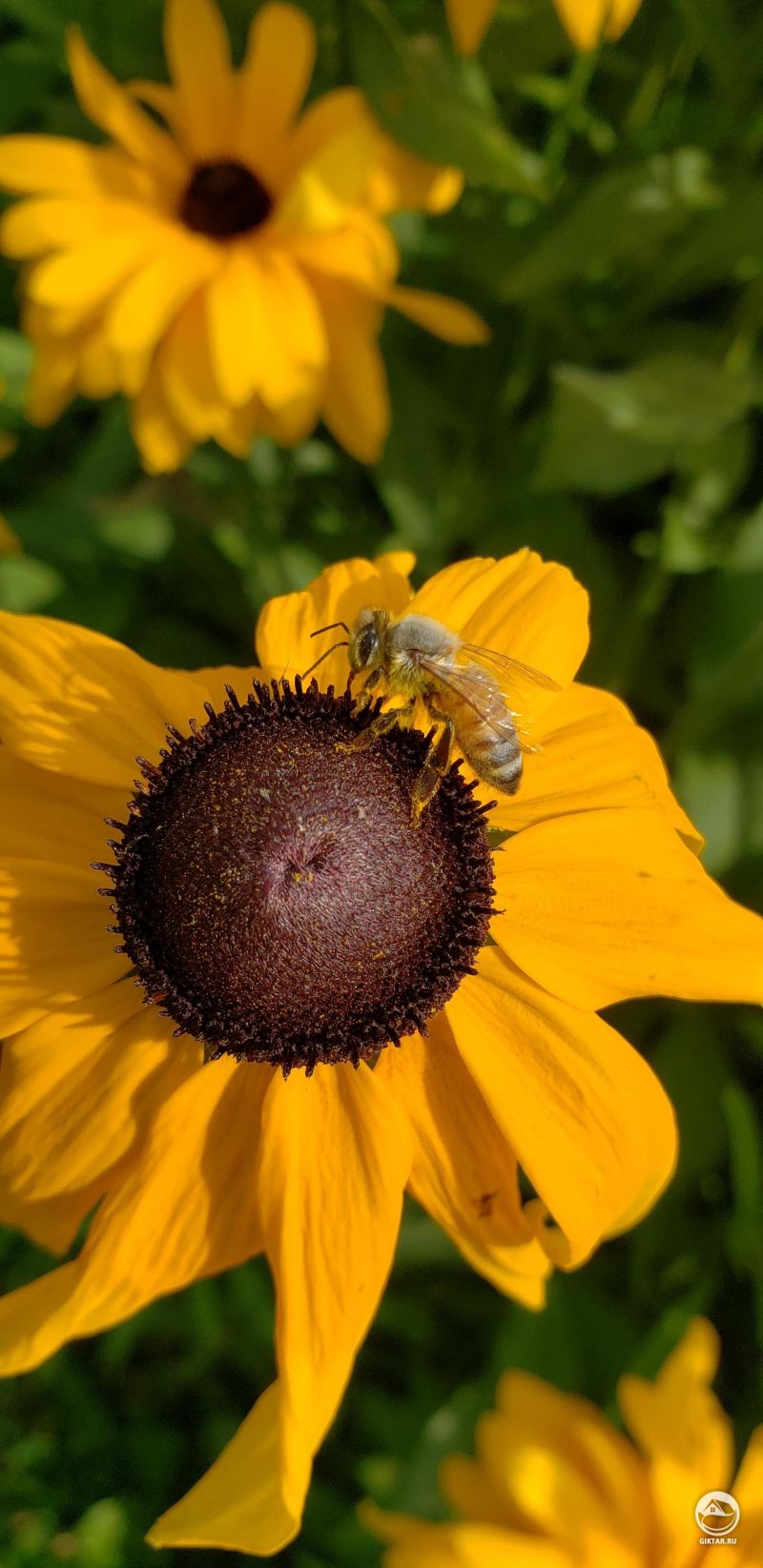 Пчела посещает рудбекию