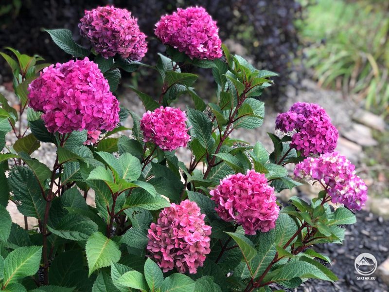 Розовые гортензии