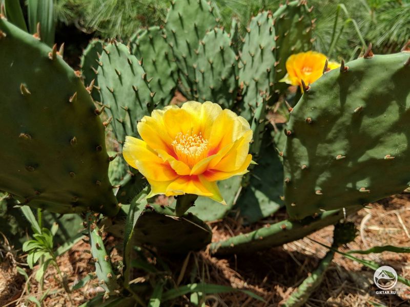 Цветущий кактус у меня во дворе!