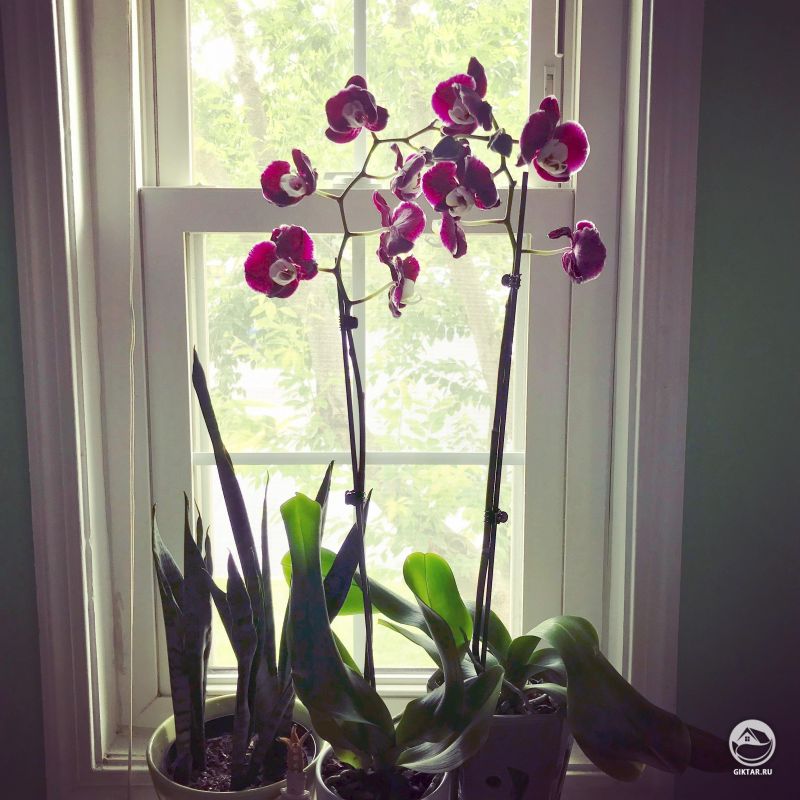 Фаленопсис Sweethearts