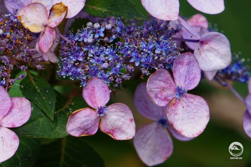 Гортензии отцветают