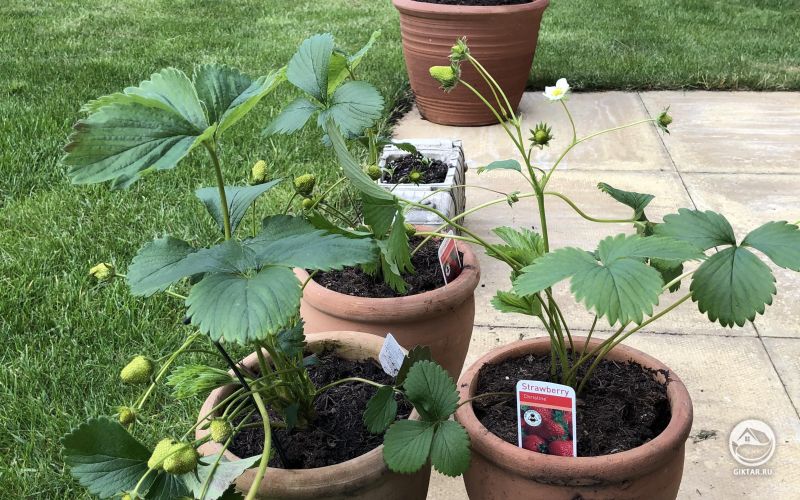 Клубника скоро созреет