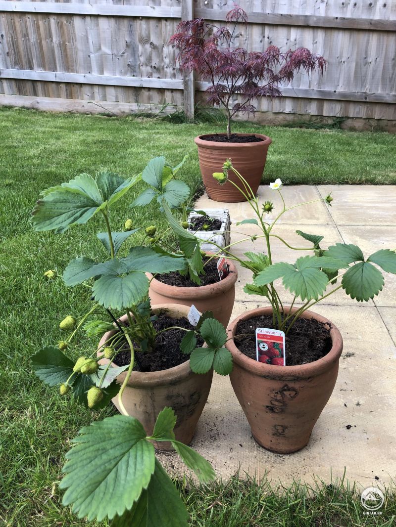 Клубника скоро созреет