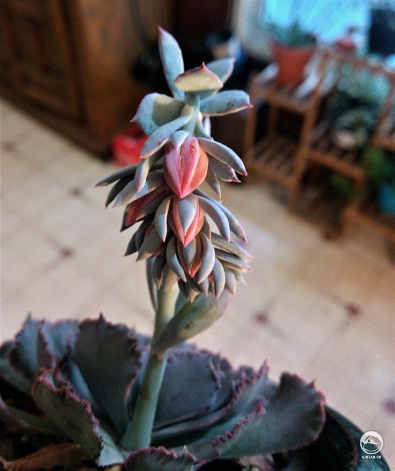 Эхеверия шавиана собирается цвести